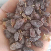 کشمش آفتابی