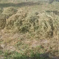یونجه