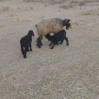 شیشک فروشی|حیوانات مزرعه|پاسارگاد, |دیوار