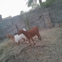 نقدی فروش میرسد
