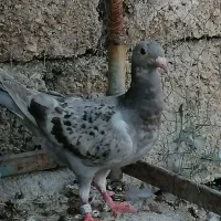 کبوتر  مسافتی|پرنده|شیراز, شاهچراغ|دیوار
