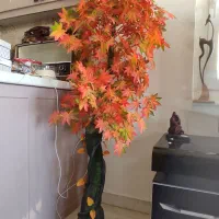 درختچه پاییزی