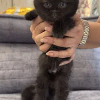 ۲ عدد بچه گربه اسکاتیش فولد نر