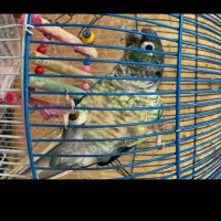 گرینجیک سالم اهلی