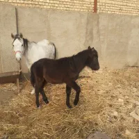 کره اسب نریون|اسب و تجهیزات اسبسواری|ورامین, ورامین|دیوار