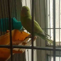 مرغ عشق ماده