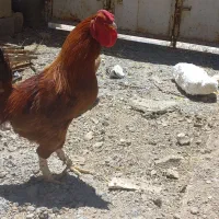 خروس دو رگه بسیار زیبا