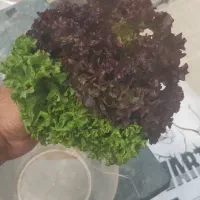 کاهو فرانسوی پخش به صورت عمده|خوردنی و آشامیدنی|اصفهان, عطار نیشابوری|دیوار