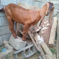 توبچی|حیوانات مزرعه|شادگان, |دیوار