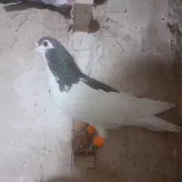خال سرخ|پرنده|چناران, |دیوار