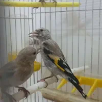 سهره سبیل زده نر گردن کلفت|پرنده|مشهد, هفت تیر (حافظ)|دیوار