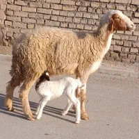 گوسفند عراقی دوعددمطفل برهاشون نر جفتی 430/000/000|حیوانات مزرعه|اهواز, منازل کارون|دیوار