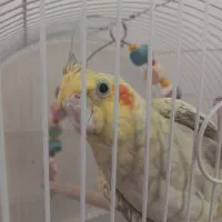 جفت عروس هلندی مولد|پرنده|شیراز, باباکوهی|دیوار