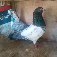 دوجفت کفتر عطیقه به شرط و تظمین