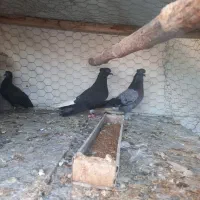 کبوتر