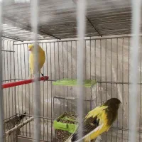 قناری رسمی بلند|پرنده|تهران, امام زاده عبدالله|دیوار