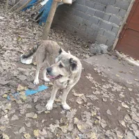 ماده پژدر سراب