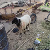 حمیدیه مسیر خسرج|حیوانات مزرعه|حمیدیه, |دیوار