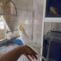 عروس هلندی دستی|پرنده|گلپایگان, |دیوار