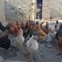 مرغ|پرنده|نقده, |دیوار