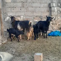 ۲ عدد بز جوان به همراه ۲ عدد بزغاله نر|حیوانات مزرعه|اردبیل, |دیوار