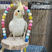 عروس هلندی نر با قفس و متعلقات