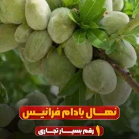 نهال بادام شاهرودی و...اصل|خدمات باغبانی و درختکاری|تهران, دانشگاه شریف|دیوار