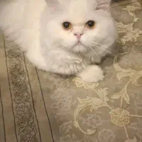گربه پرشین ناز نازی