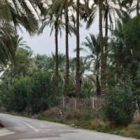 فروش ۹۰ اصله نخل آبپخش