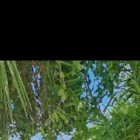 ب چند کارگر خانوم جهت کار در گلخونه نیازمندیم