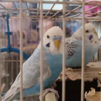 جفت مرغ عشق با وسایل|پرنده|زارچ, |دیوار