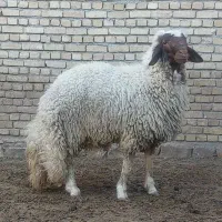 بره قوچ سنجابی