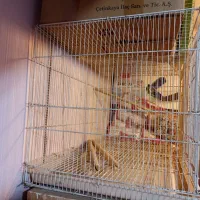 قفس پرنده در سه سایز|لوازم جانبی حیوانات|تهران, کاج|دیوار