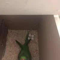 شاه‌طوطی|پرنده|اردبیل, |دیوار