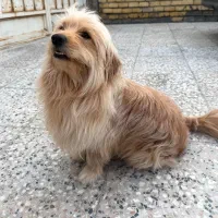 سگ شیتزو سوپر فلت