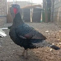 معاوضه باجفت عروس هلندی