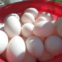 تخم اردک نطفه دار