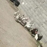 3عدد غاز 5ماهه و8عدد جوجه غوغاز 20روزه