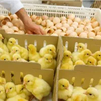 فروش عمده بوقلمون بیوتی و جوجه های گوشتی و تخمگذار|حیوانات مزرعه|گلپایگان, |دیوار