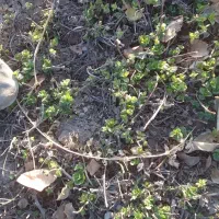 ریشه نعناع ترخون|گل و گیاه طبیعی|قوچان, |دیوار