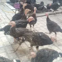 بوقلمون برنزانگلیسی