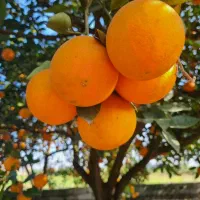 پرتقال تامسون درجه یک رنگی یکدست بدون دودی و سوزنی