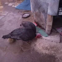 بوقلمون|حیوانات مزرعه|صالح آباد, |دیوار