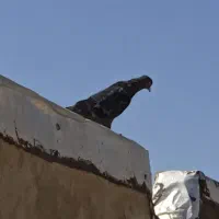 کبوتر|پرنده|قم, دروازه چوبی|دیوار