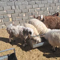 باسلام ۷ راس بره نر سبک وزن|حیوانات مزرعه|سده (خراسان جنوبی), |دیوار