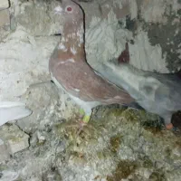 کفتر زرد افغانی قلدر|پرنده|مشهد, نظام دوست|دیوار