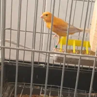 قناری سرخ نر|پرنده|مشهد, هدایت|دیوار