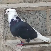 دوعدد شازده گم شده