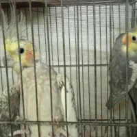 عروس هلندی مولد