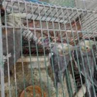 عروس هلندی|پرنده|قم, ولیعصر|دیوار